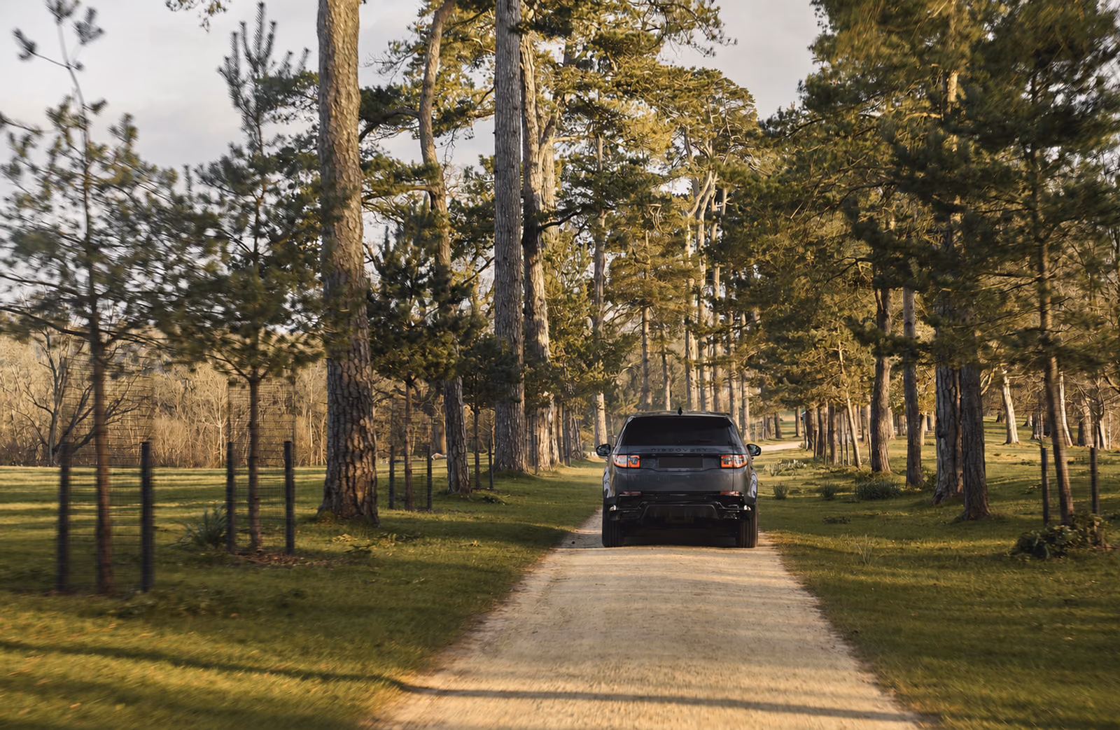 Land Rover Discovery Sport сзади в лесу