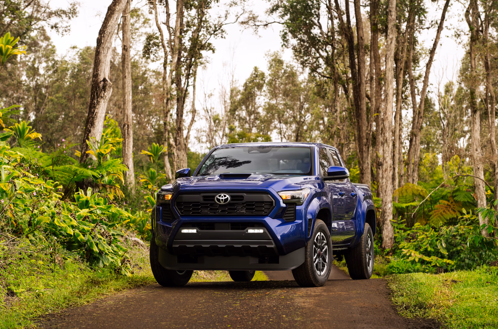 Синяя Toyota Tacoma TRD Sport в лесу